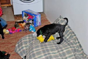 puppy3.jpg