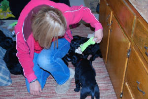 puppy3.jpg