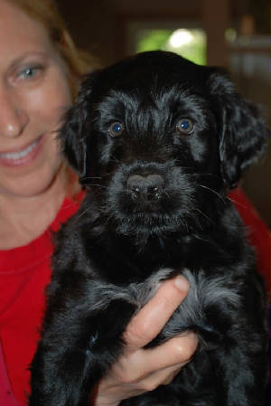 puppy3.jpg