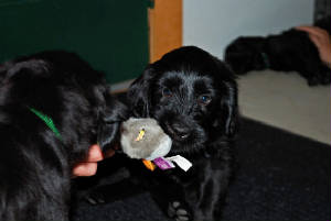 puppy3.jpg