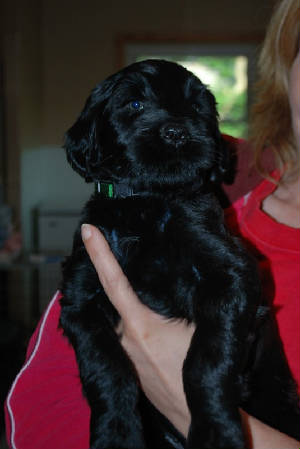puppy3.jpg