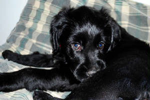 puppy3.jpg