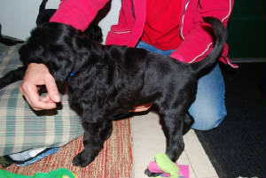 puppy3.jpg