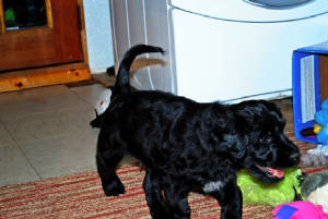puppy3.jpg
