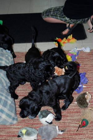 puppy3.jpg