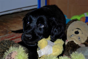 puppy3.jpg