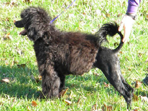 wavygirl1rear.JPG